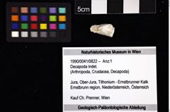 Foto (Objket + Etiketten) von Decapoda indet. 